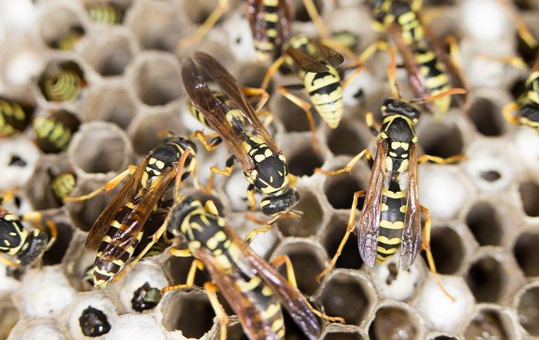 Why Yellow Jackets And Wasps Haven't Left North Texas