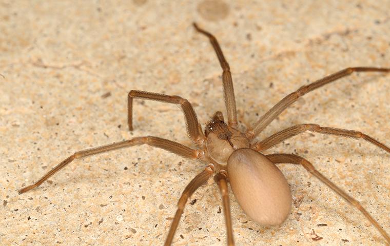 brown recluse spider identification