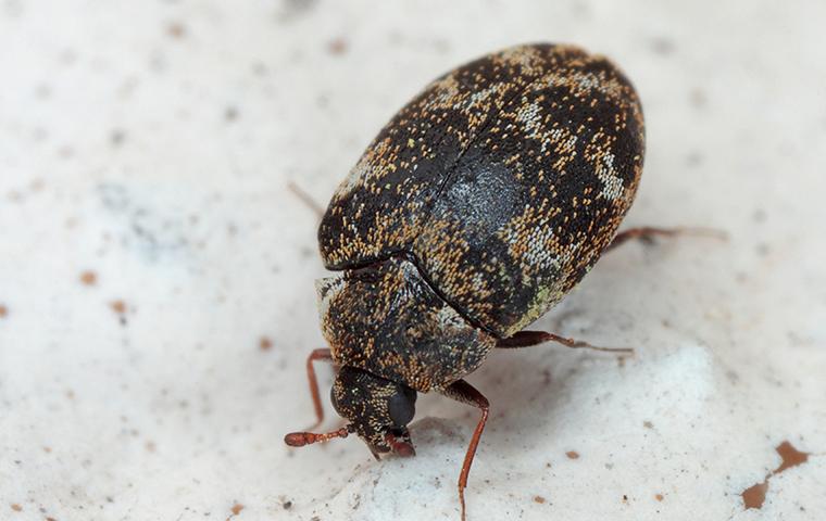  Carpet Beetle Extermination Cost