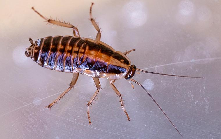 German Cockroach Identification And Control Guide