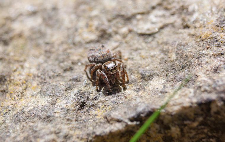 Jumping Spider, Pest Library