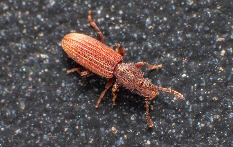 sawtoothed grain beetle