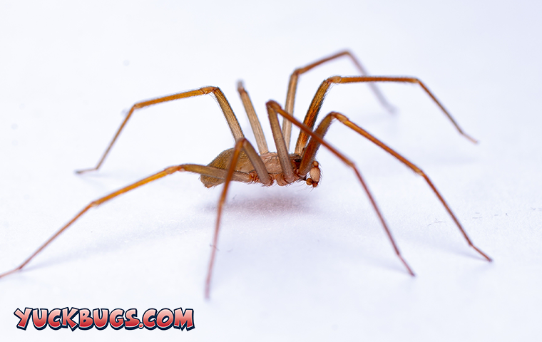 a brown spider in tennessee on a white background