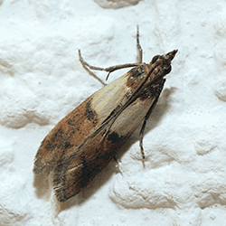 Don't Let These Pests Take Over Your Pantry indian meal moth up close
