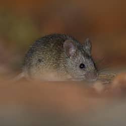 Call Now To Get Rid Of Mice close up of a mouse
