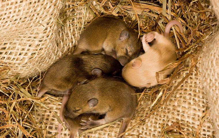 four baby mice