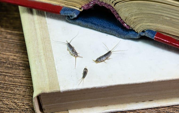 Find Out More About Silverfish silverfish in spring hill home