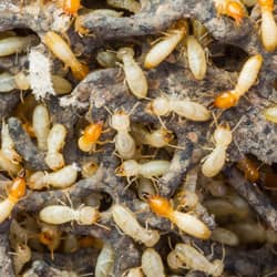 Termite Infestations Like This Are Devastating close up picture of a termite infestation
