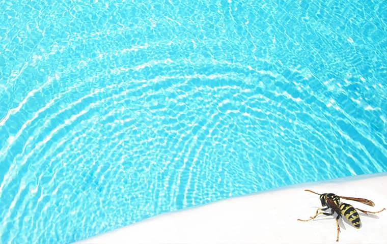 Find Out How To Reduce Stinging Insects Around Your Nashville Home wasp by water in nashville tennessee
