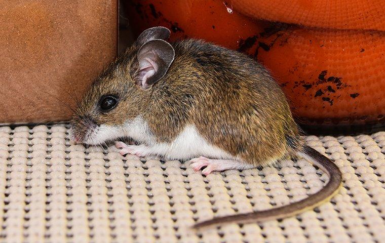 Rodent Articles mouse near kitchen sink