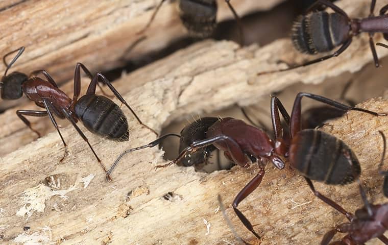 Learn More About The Differences Between Carpenter Ants & Carpenter Bees carpenter ants on wood outside of a middle tennessee home