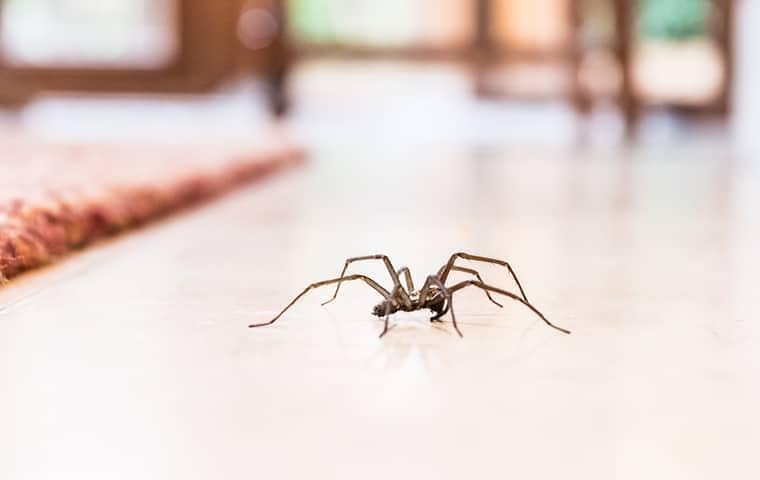 Read About The Common Spiders Found In TN. a spider on the floor of an east tennessee home
