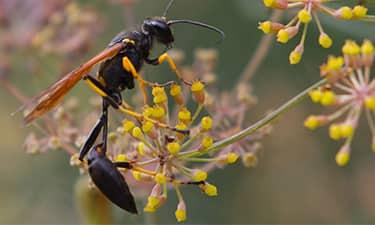 Learn How To Avoid Mud Daubers mud dauber up close