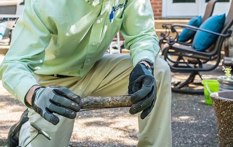 All-American Offers A $1,000,000 Termite Damage Repair Guarantee nashville termite control pro checking for activity