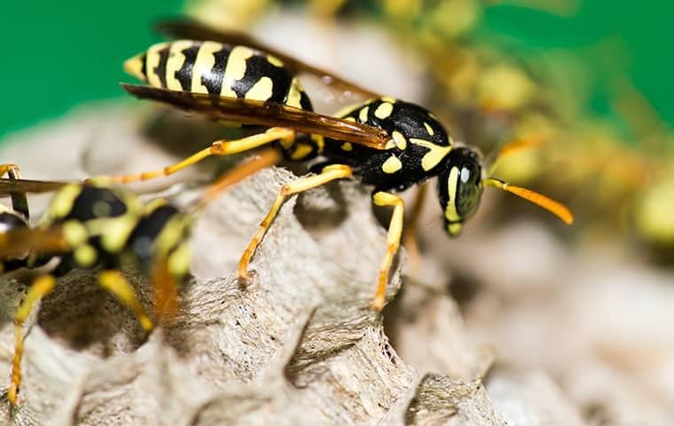 Keep A Sharp Eye Out For Paper Wasps close up on paper wasps