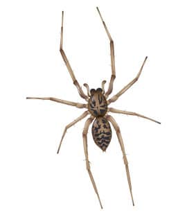 American House Spiders Populations Continue To Rise Throughout Middle Tenneessee american house spiders in franklin tennessee