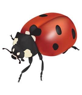 Asian Lady Beetles Are Common In Tennessee asian lady beetles in franklin tn