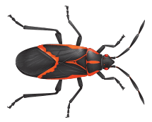 Learn More About Box Elder Bugs illustration of a box elder bug
