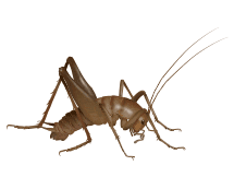 Learn More About Camel Crickets camel crickets illustration