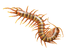 Learn More About Centipedes illstration of a centipede
