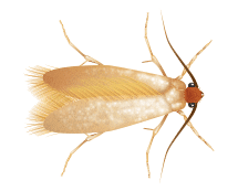 Learn More About Clothes Moths clothes moth illustration