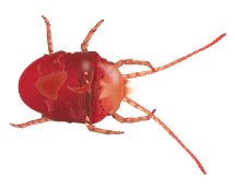 Learn More About Clover Mites illustration of a clover mite