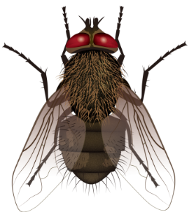Learn How To Identify Cluster Flies cluster fly