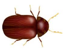 Learn More About Drug Store Beetles drug store beetle illustration