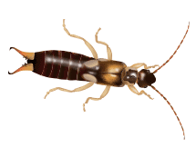 Learn More About Earwigs illustration of an earwig