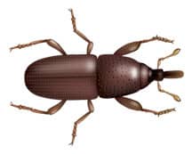 Learn More About The Granary Weevil granary weevil illustration