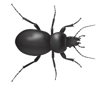 Learn More About Ground Beetles ground beetle illustration