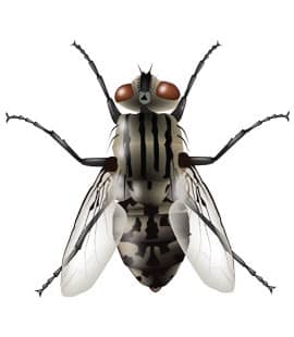 House Flies Can Spread Many Different Diseases house fly found in nashville tn
