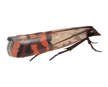 Learn More About Indian Meal Moths indian meal moth illustration