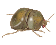 Learn More About Kudzu Bugs green kudzu bug