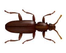 Learn More About Merchant Grain Beetles merchant grain beetle illustration