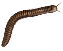 Learn More About Millipedes illustration of a millipede