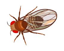 Learn More About Fruit Flies fruit fly illustration