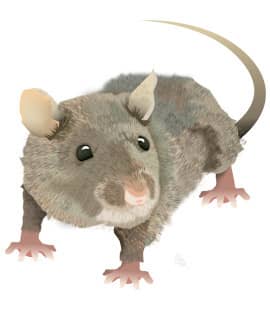 Learn How To Identify Norway Rats Illustration Of Norway Rat