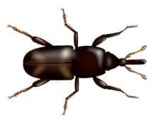 Learn More About Rice Weevils rice weevil illustration