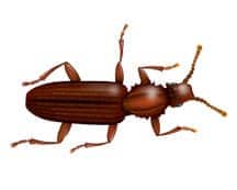 Learn More About Sawtooth Beetles sawtooth beeetle illustration