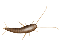Learn More About Silverfish illustration of a silverfish