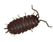 Learn More About Sow Bugs sow bug illustration