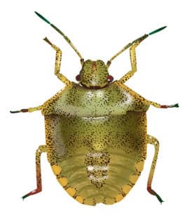 Stink Bugs Our Common Throughout Tennessee stink bug in middle tennessee