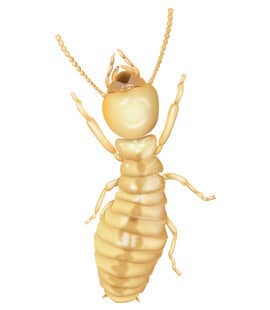 Termites Cause Major Damage To TN Homes termites found in middle tennessee