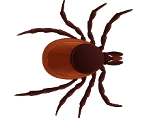Learn More About Ticks illustration of a tick