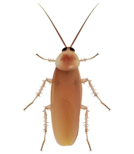 Learn More About Turkestan Roach Pest Control turkestan roach