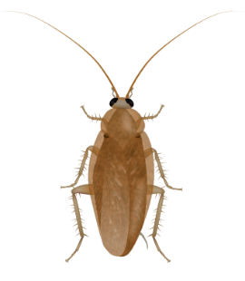 Learn More About Pest Control For Wood Roaches In Nashville wood roach