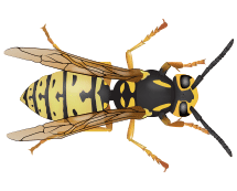 Learn More About Yellow Jackets yellow jacket illustration