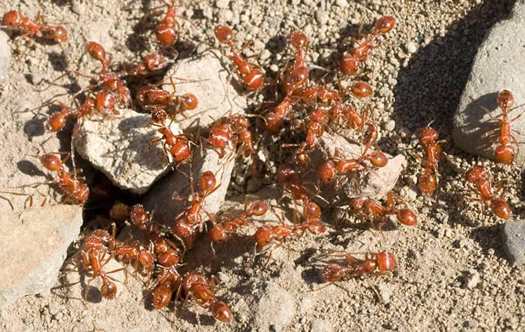 Prevent Fire Ant Infestations a large colony of black ants clustered around the opening of an ant hill on an outer banks property