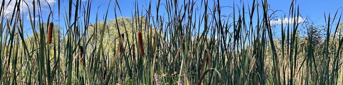 Farmhouse in distance in sunny field with blue skies